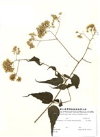藏品(塔山澤蘭)的圖片
